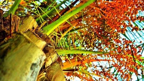 Low angle view of leaves on tree