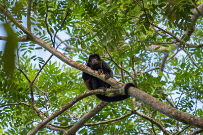 Low angle view of monkey sitting on tree in forest