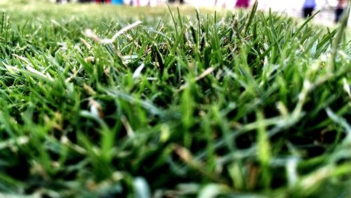 Full frame shot of green leaves