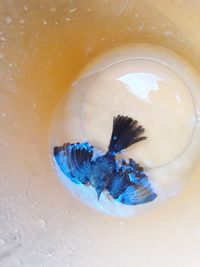 High angle view of fish swimming in water