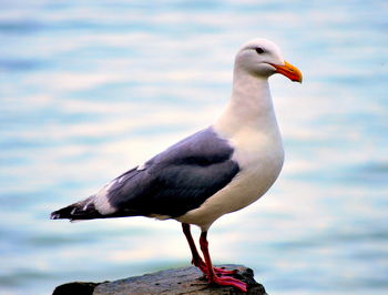 Close-up of seagull perching on rock