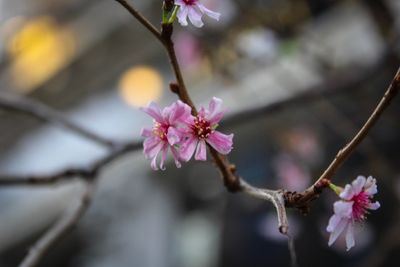 Close-up of pink flowers blooming outdoors