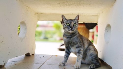 Portrait of cat sitting against wall