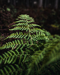 Fern leaf in forest