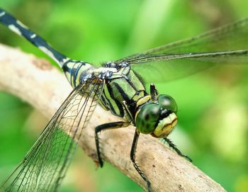 Close-up of damselfly perching on leaf