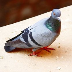 High angle view of pigeon perching