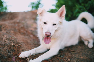 Portrait of white dog