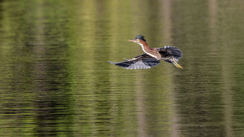 Bird flying over lake