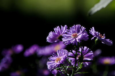 Close-up of purple flowering plant