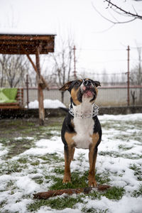 Dog standing on snow covered land