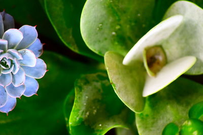 Close-up of water lily blooming outdoors