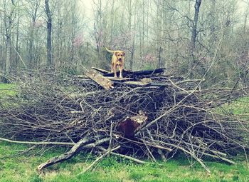 Portrait of cat sitting on tree trunk in forest