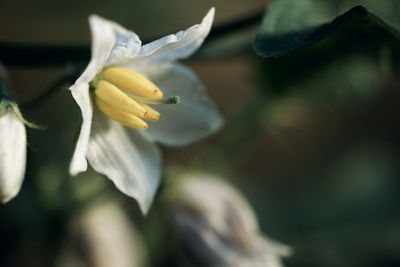 Close-up of flower blooming outdoors