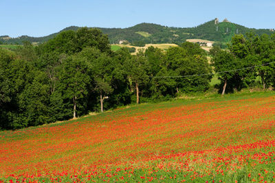 Scenic view of field by trees against sky