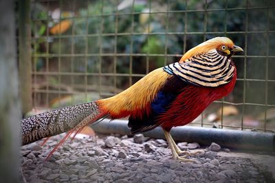 Side view of golden pheasant in cage