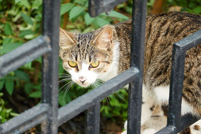 Portrait of cat seen through fence