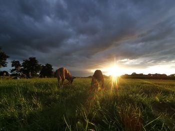 View of sheep grazing in field