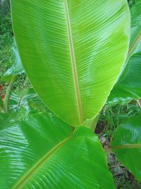 Close-up of green leaf