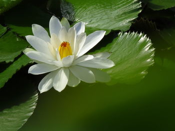 Close-up of white water lily