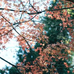 Low angle view of tree against sky