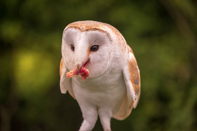 Barn owl happily eating