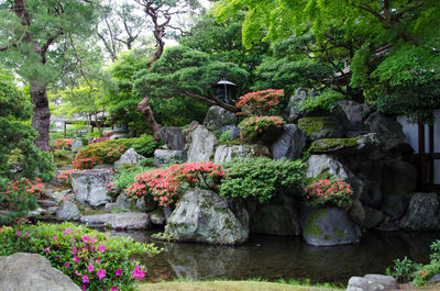 Plants growing by rocks against trees