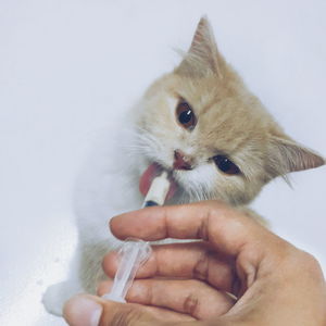 Cropped hand holding kitten against clear sky