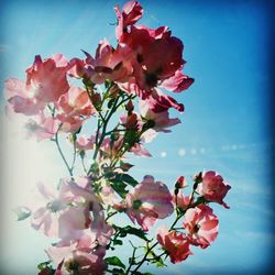 Close-up of bougainvillea blooming against sky