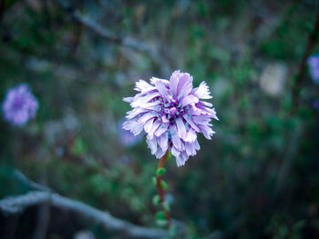 Close-up of purple flowering plant