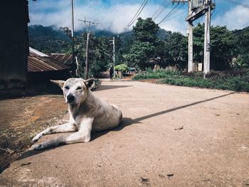 Dog lying down on land