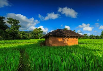 Scenic view of agricultural field against sky