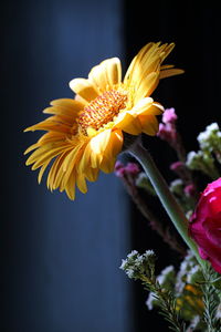 Close-up of yellow flowers blooming outdoors