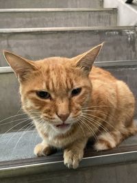 Close-up portrait of a cat