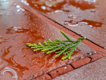 High angle view of leaf on table