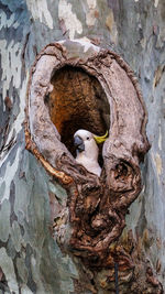 Close-up of bird perching on tree trunk