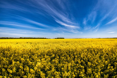 Scenic view of oilseed rape field against sky