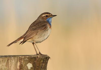 Close-up of bird perching on wooden post