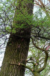 Low angle view of trees in forest