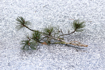 Close-up of frozen leaf during winter