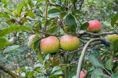 Close-up of fruit growing on tree