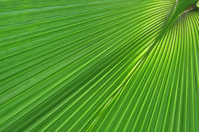 Green palm tree leaf macro. natural, organic background pattern