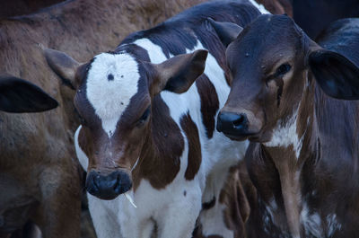 High angle view of calves at farm