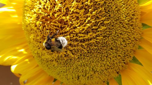 Close-up of bee pollinating on flower