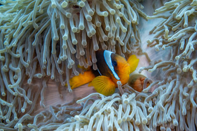 View of fish swimming in sea