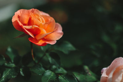 Close-up of rose against blurred background