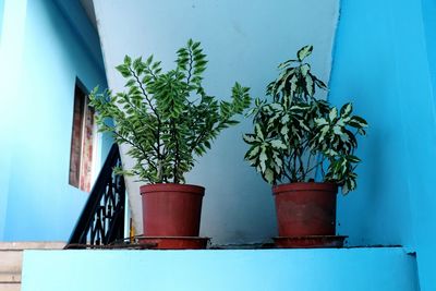 Potted plant against building