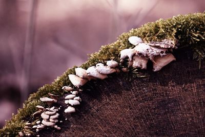 Close-up of mushrooms growing on land