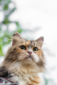 Close-up portrait of cat