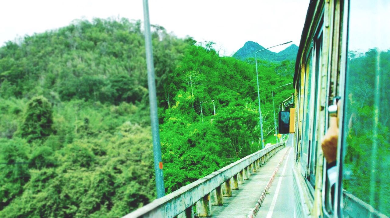 growth, nature, tree, green color, lush foliage, the way forward, railroad track, greenhouse, day, rail transportation, plant, no people, sky, outdoors, beauty in nature