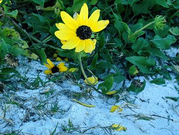 Close-up of yellow flowering plant